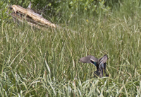 Green winged Teal 9169